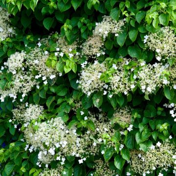 Hortensia grimpant