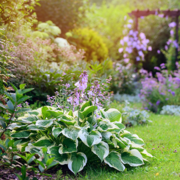 Hosta Minuteman