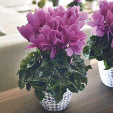 Le cyclamen HD lavande planté en pot pour un décoration intérieure !