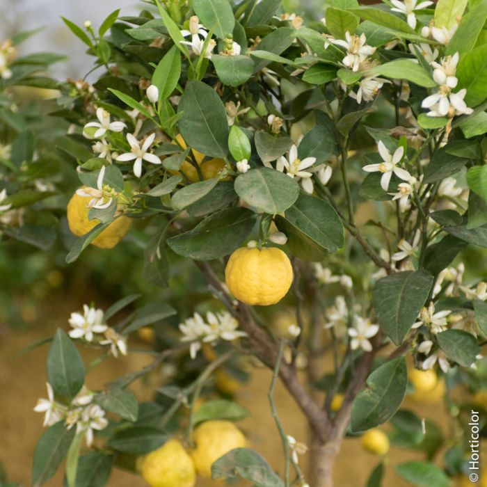 Bergamote ou Citrus bergemia, Agrume
