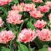 Tulipe Dentelle Double Queensland