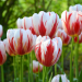 tulipe Triomphe Happy Generation