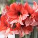 Amaryllis Charisma