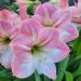 Amaryllis rose Apple Blossom