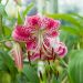 Lys speciosum Rubrum