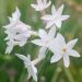 Tulbaghia violacea PEARL ®