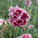 Oeillet nain des Alpes ‘Mendlesham Minx’ ou Dianthus alpinus