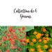 Collection de 6 Geum