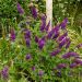 Buddleia nain Nanho Purple