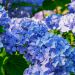 Hortensia bodensee