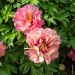 Pivoine hybride Hillary