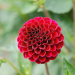 Dahlia Pompon Radjah