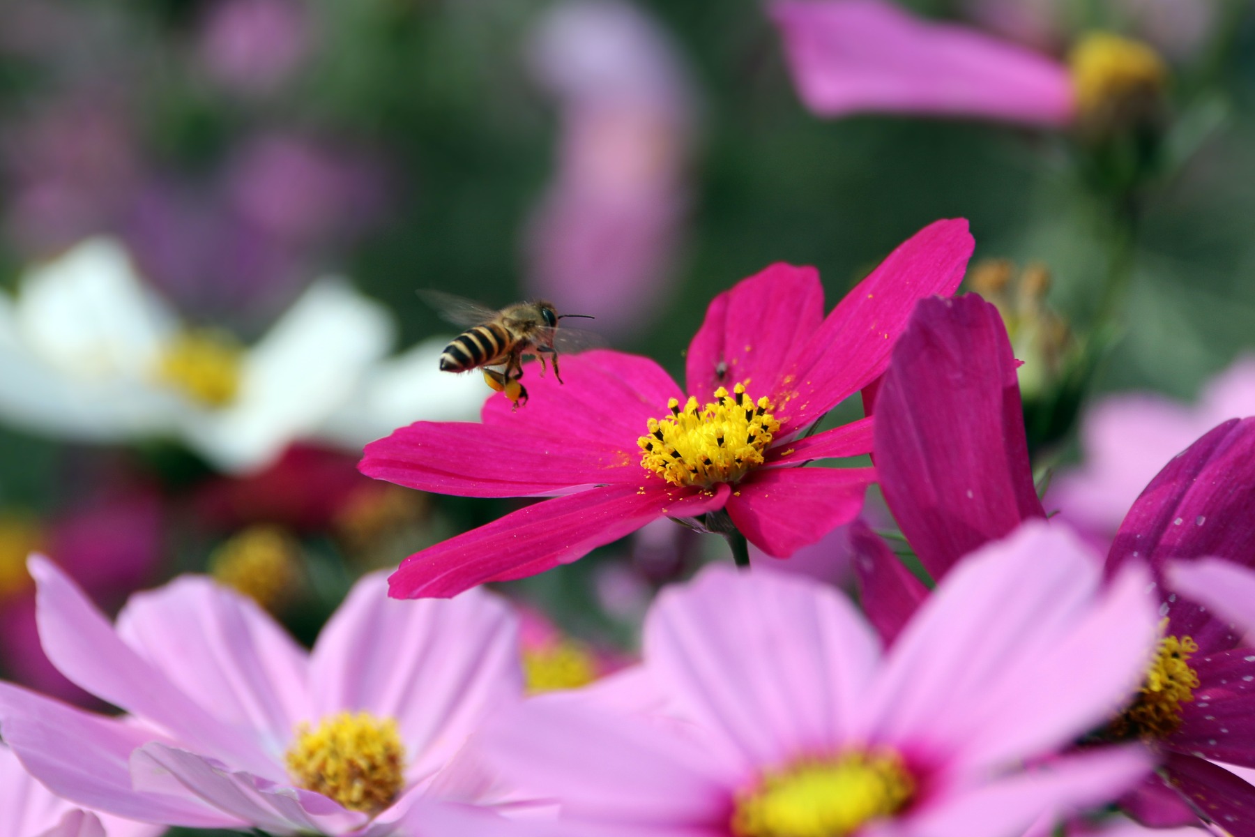 https://www.meillandrichardier.com/media/cms/page/annuelles_graines_florales_cosmos_abeille_biodiversit_pexels-ella-wei-6549140.jpg