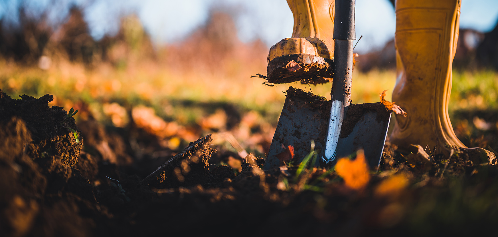 Avant et après la plantation : nos conseils pour des plantes en pleine santé