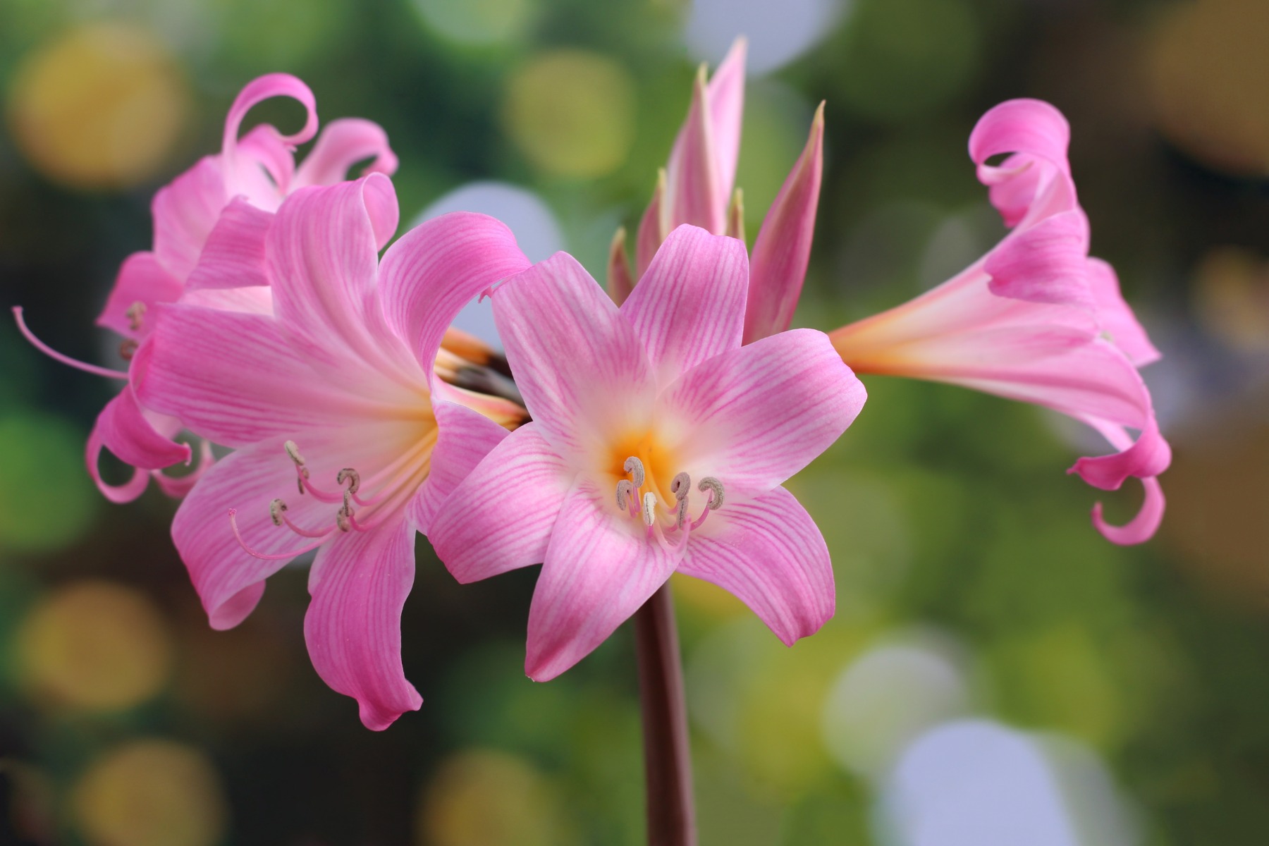 https://www.meillandrichardier.com/media/cms/page/bulbes_5117-_Amaryllis_belladona_lis_de_Jersey_jersey-lily-4886534.jpg