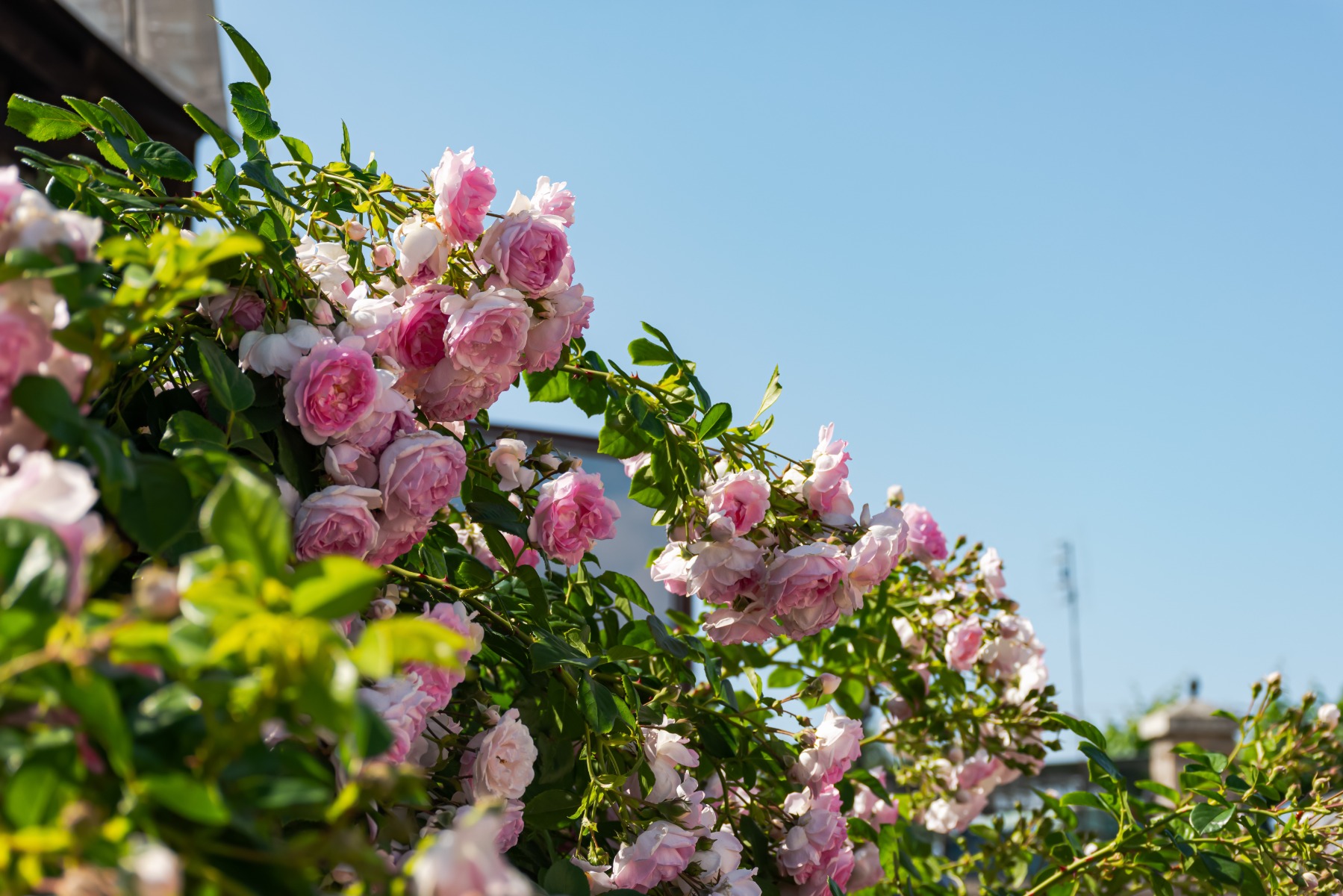 Sublimer votre jardin avec des rosiers grimpants, arches et pergolas