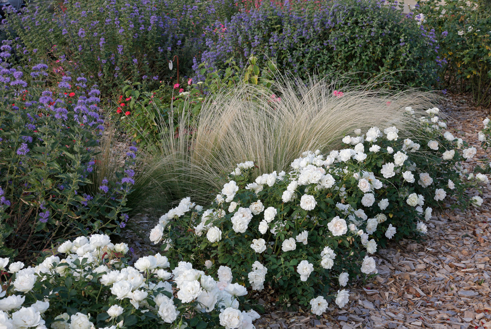 https://www.meillandrichardier.com/media/wysiwyg/1303-Creme-Chantilly-_-Caryopteris.jpg