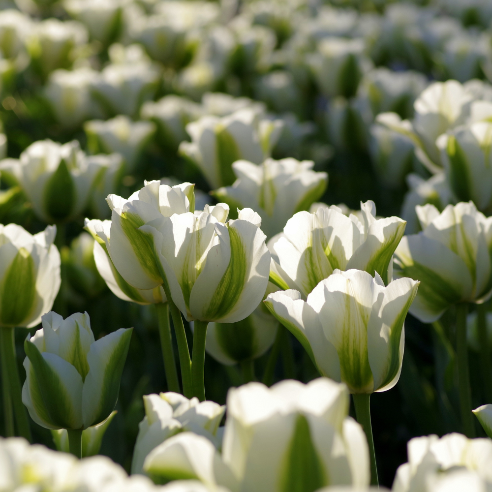 Tulipes_blanches
