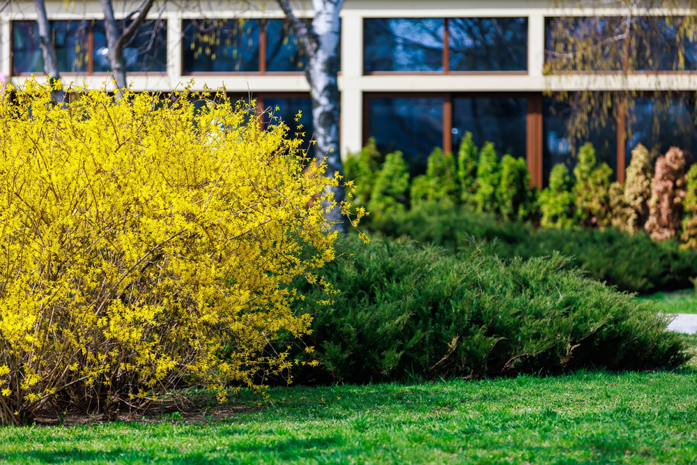 https://www.meillandrichardier.com/media/wysiwyg/8035-forsythia-weekend-shutterstock_2156852177.jpg