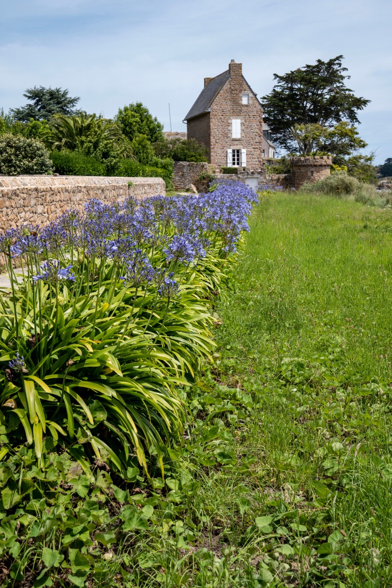 Maison bretonne agapanthes