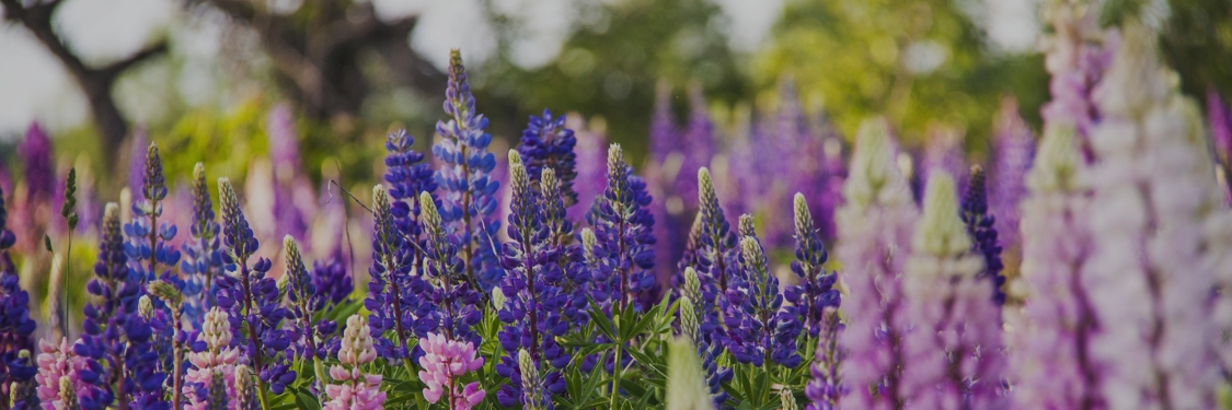 Faites entrer la magie dans votre jardin