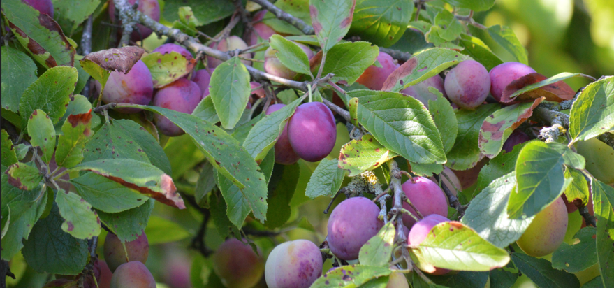 Pruniers : conseils de plantation, taille et entretien