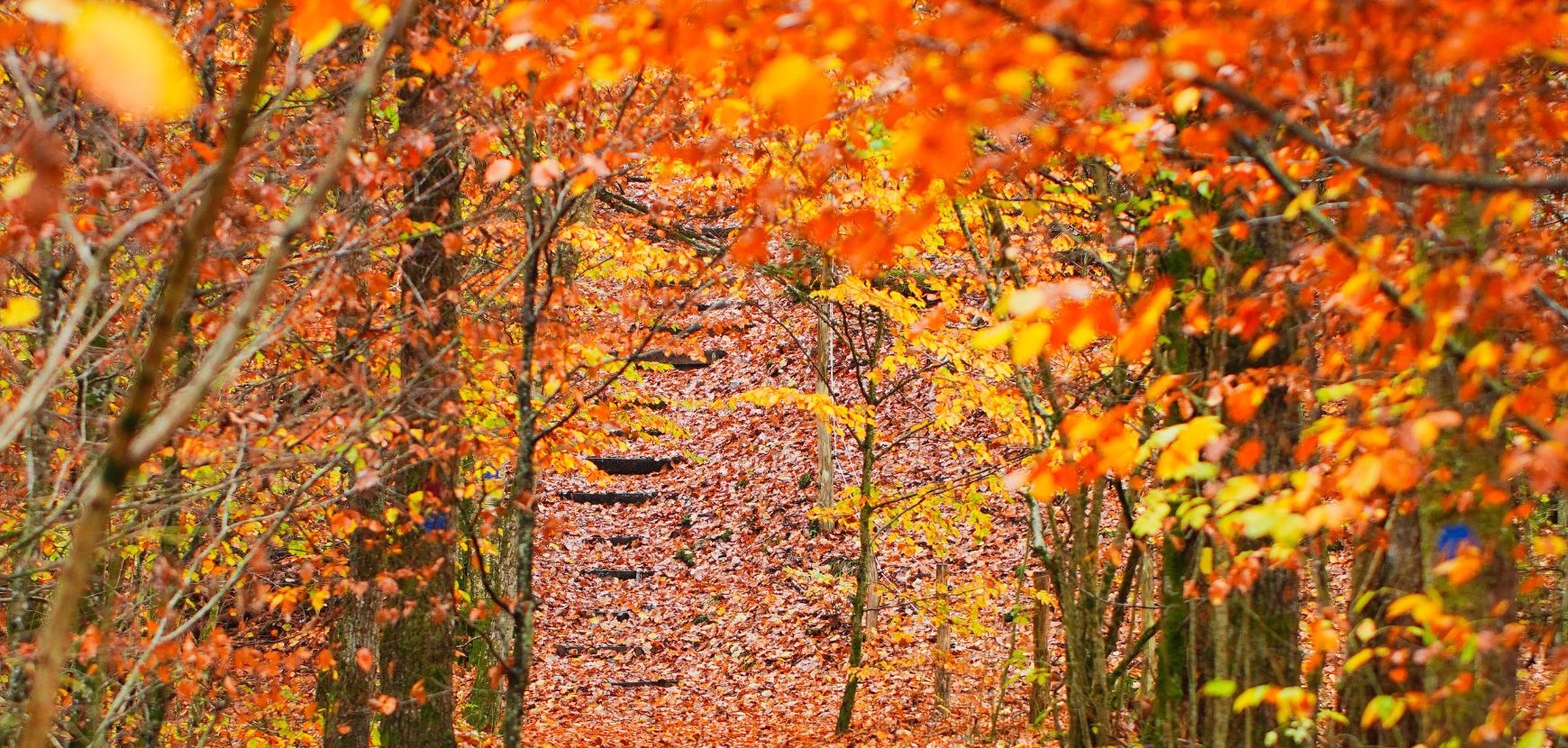 Que faire au jardin en novembre ? 