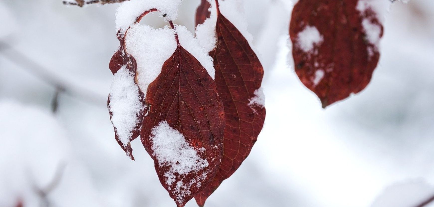 Que faire au jardin en janvier ? 