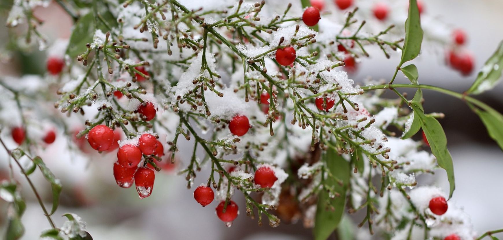 Que faire au jardin en décembre ? 