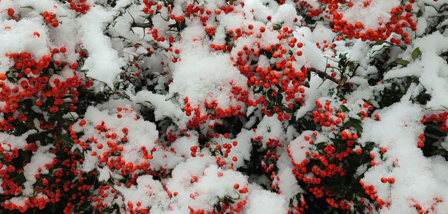 Les plantes qui fleurissent en hiver 