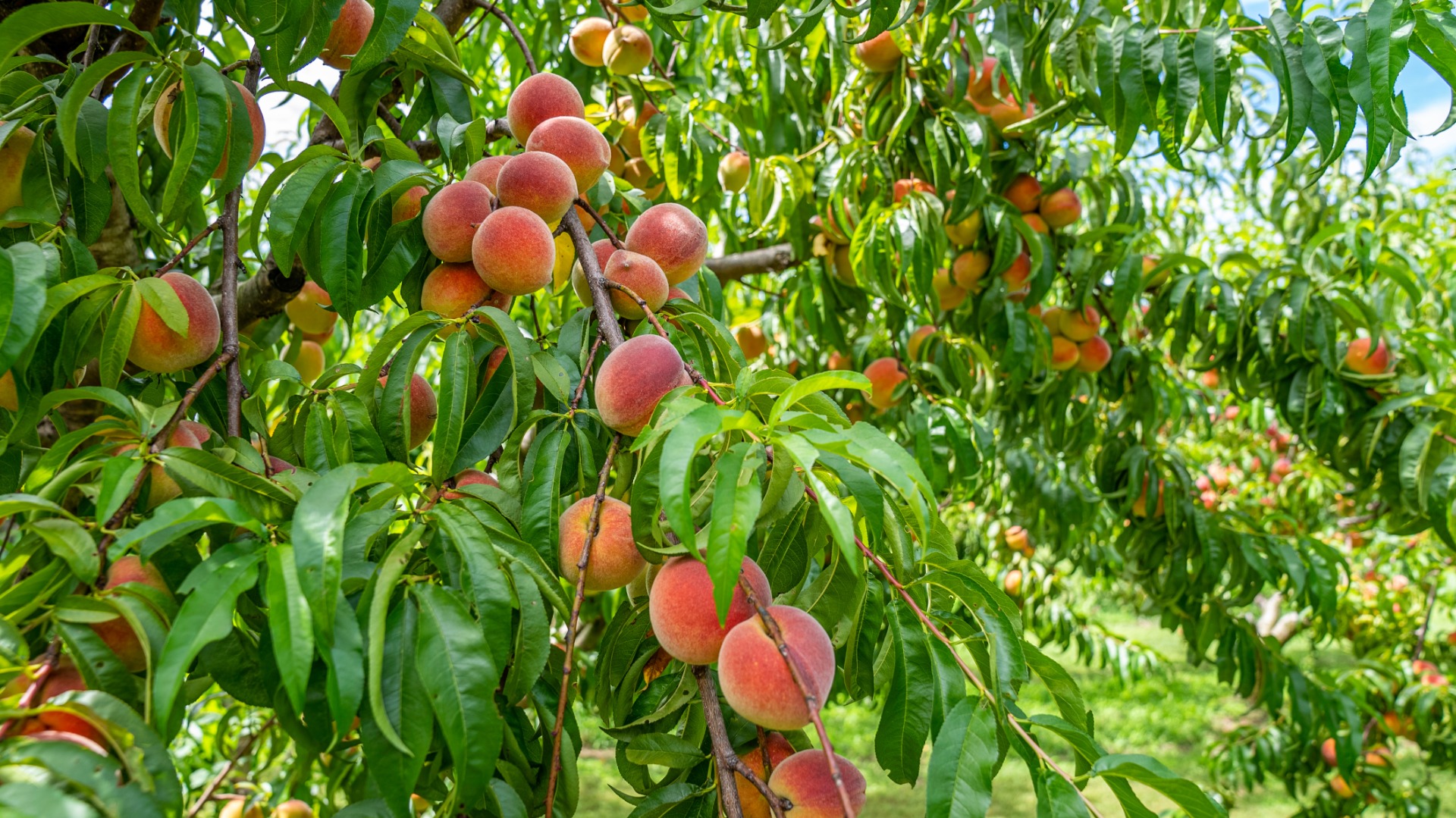 Pêchers : conseils de plantation, taille et entretien