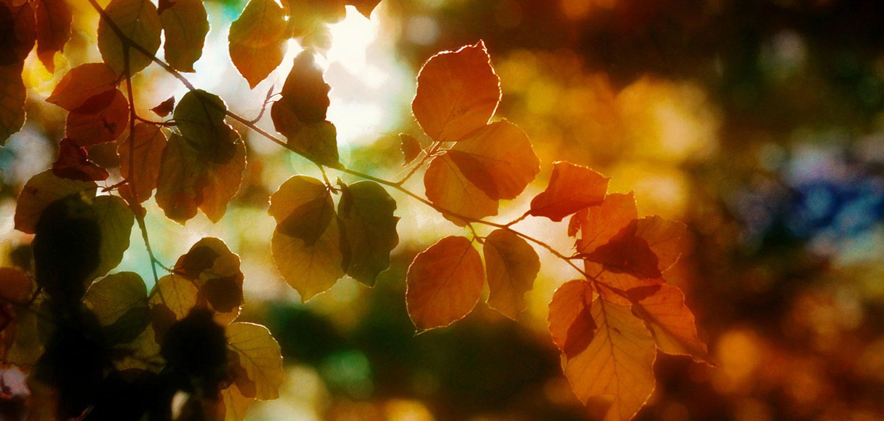 Que faire au jardin en octobre ?