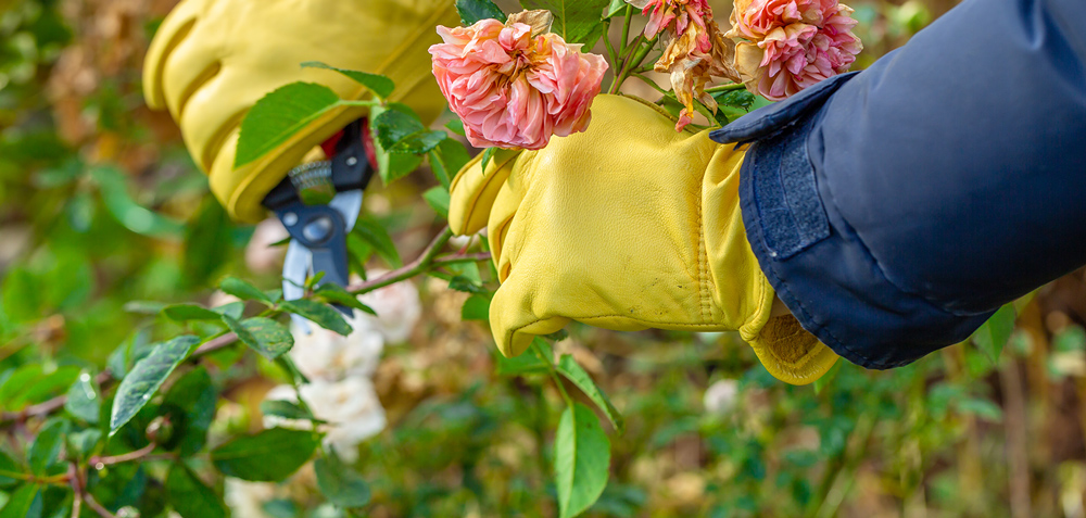 Que faire au jardin en septembre ?