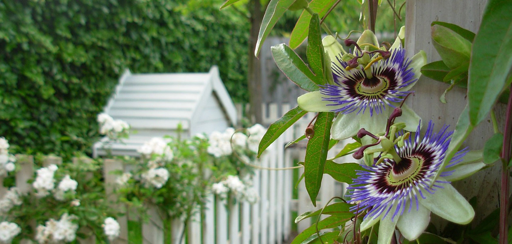 Jardin méditatif