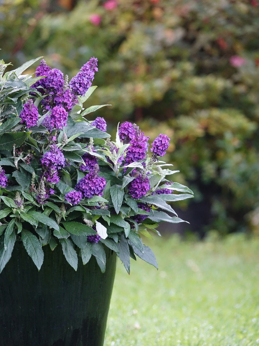 https://www.meillandrichardier.com/media/wysiwyg/ImageSiteBuddleia_Jardin_des_Fragrances.jpg