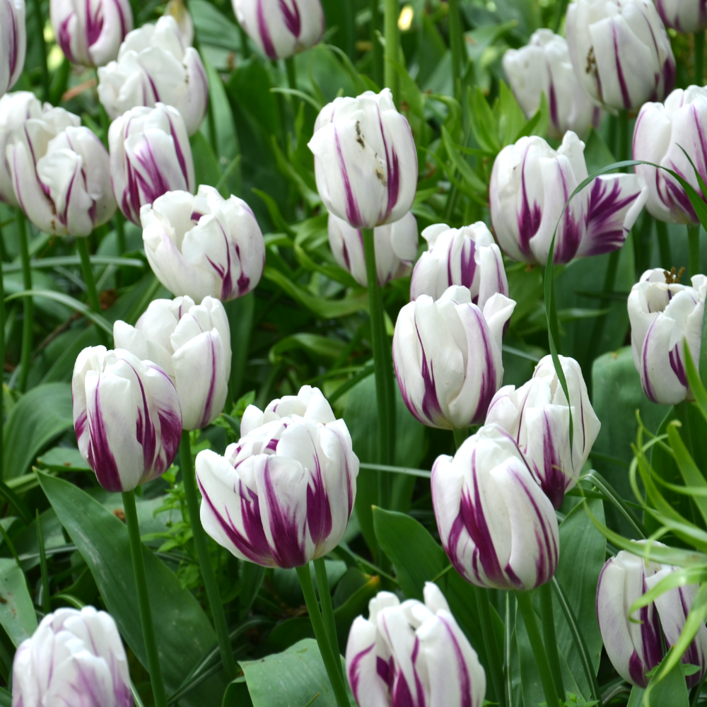 Tulipes-doubles