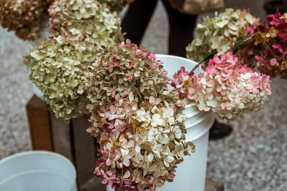 Récolter vos hortensias