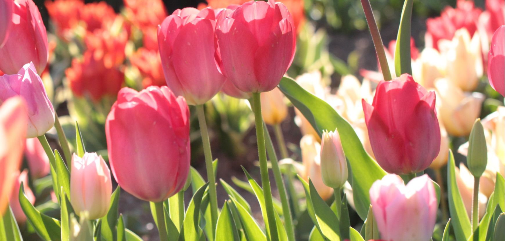 Un beau jardin toute l'année sans se ruiner