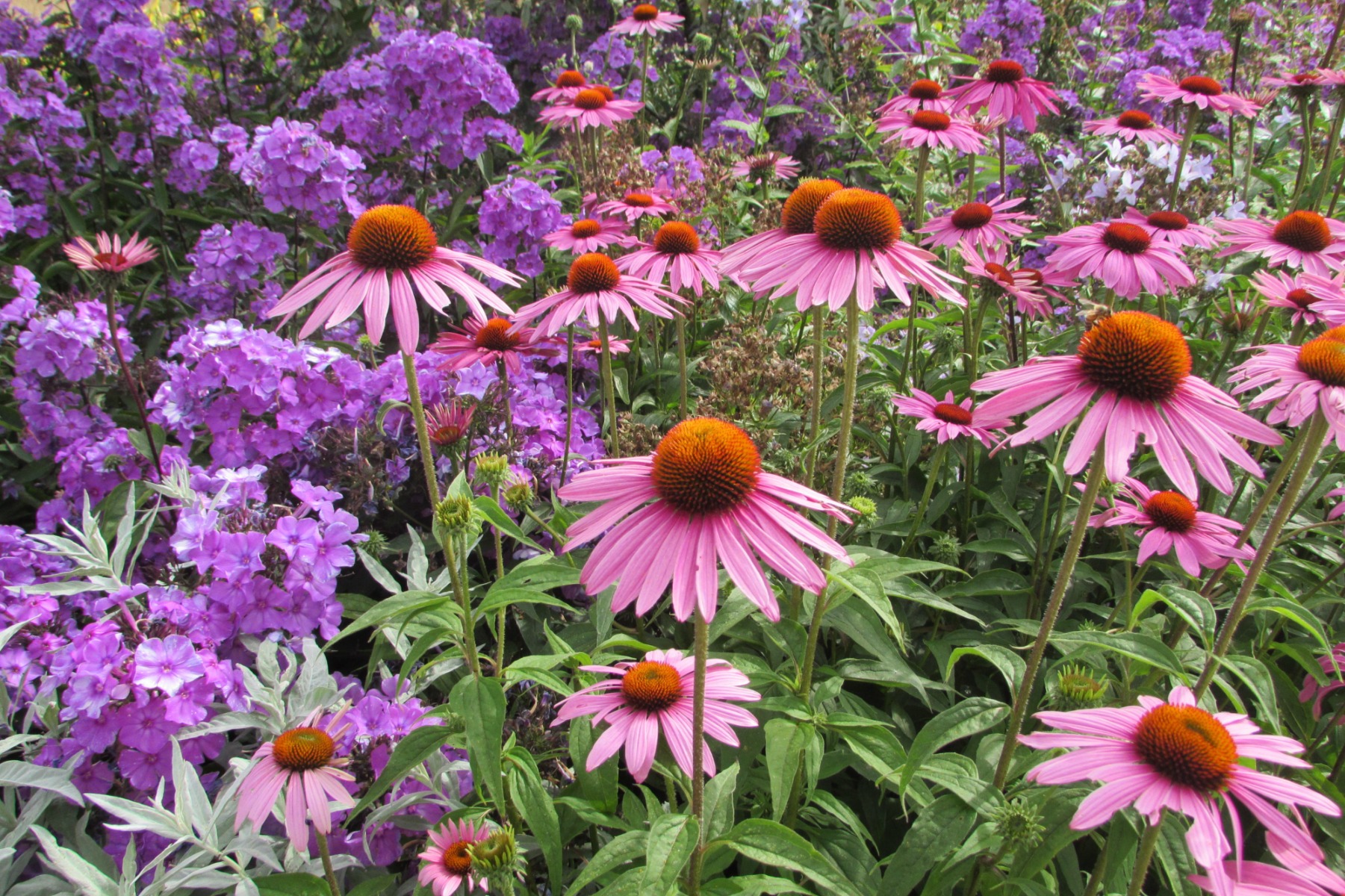 https://www.meillandrichardier.com/media/wysiwyg/conseils-inspi/Rudbekia_echinacea_phlox_paniculata_pixabay_gratuit_pink-3929156.jpg