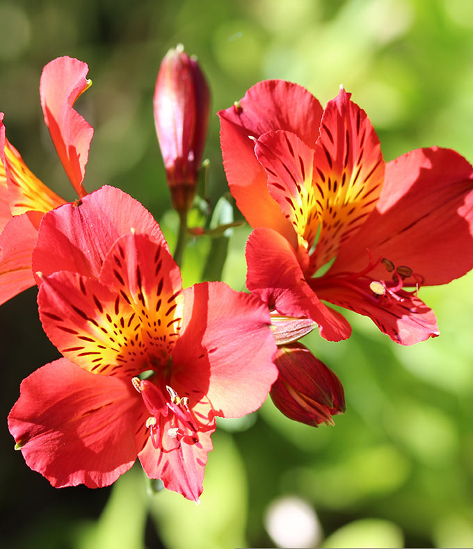 https://www.meillandrichardier.com/media/wysiwyg/conseils-inspi/alstroemere/Conseils-Alstroem_res-Pixabay-peruvian-lily-4597646.jpg