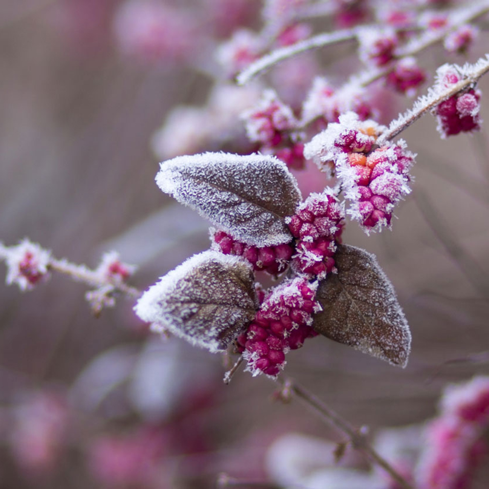 Protéger vos plantes avec le retour du froid : conseils et gestes essentiels