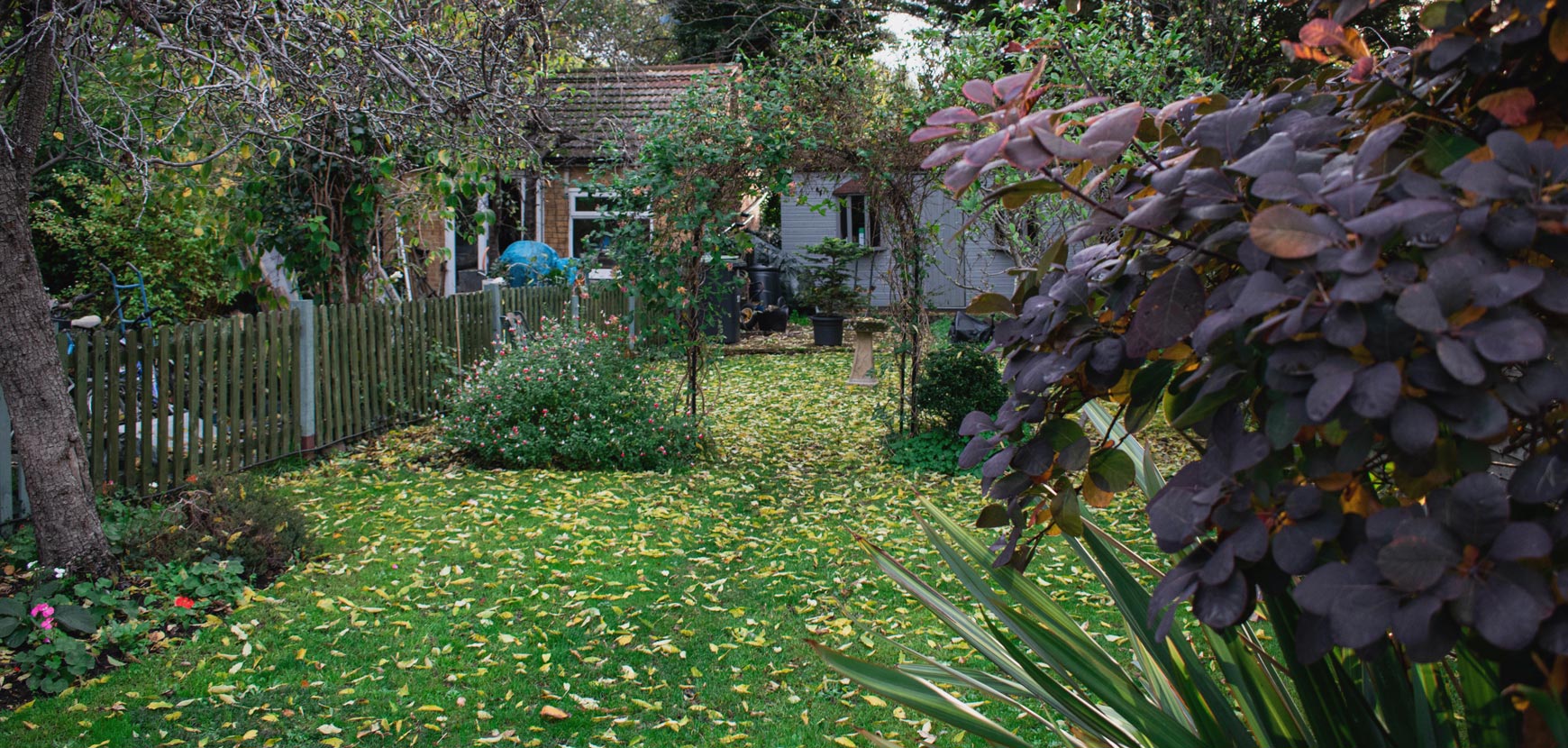 Arbustes résistants au froid : les meilleures variétés pour un jardin vivace en hiver