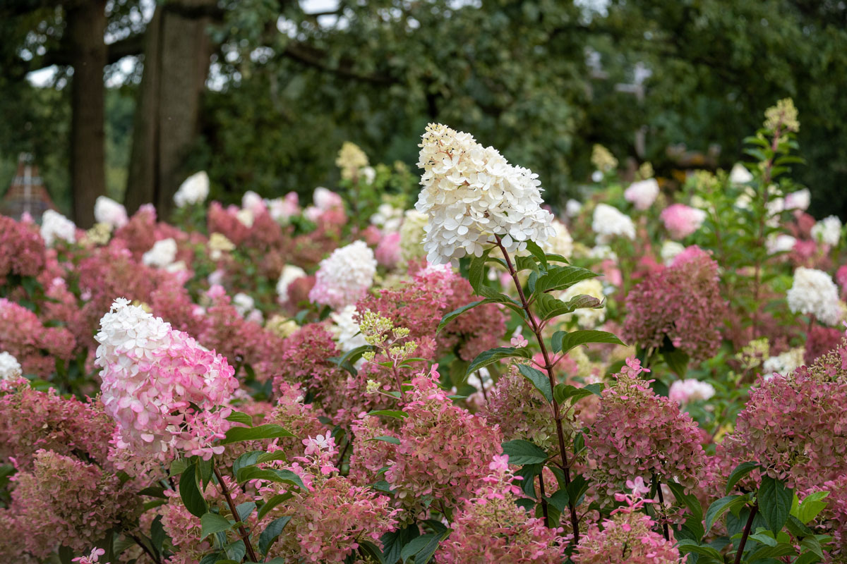 https://www.meillandrichardier.com/media/wysiwyg/conseils-inspi/arbustes/arbuste-Hortensia-paniculata-illu1.jpg