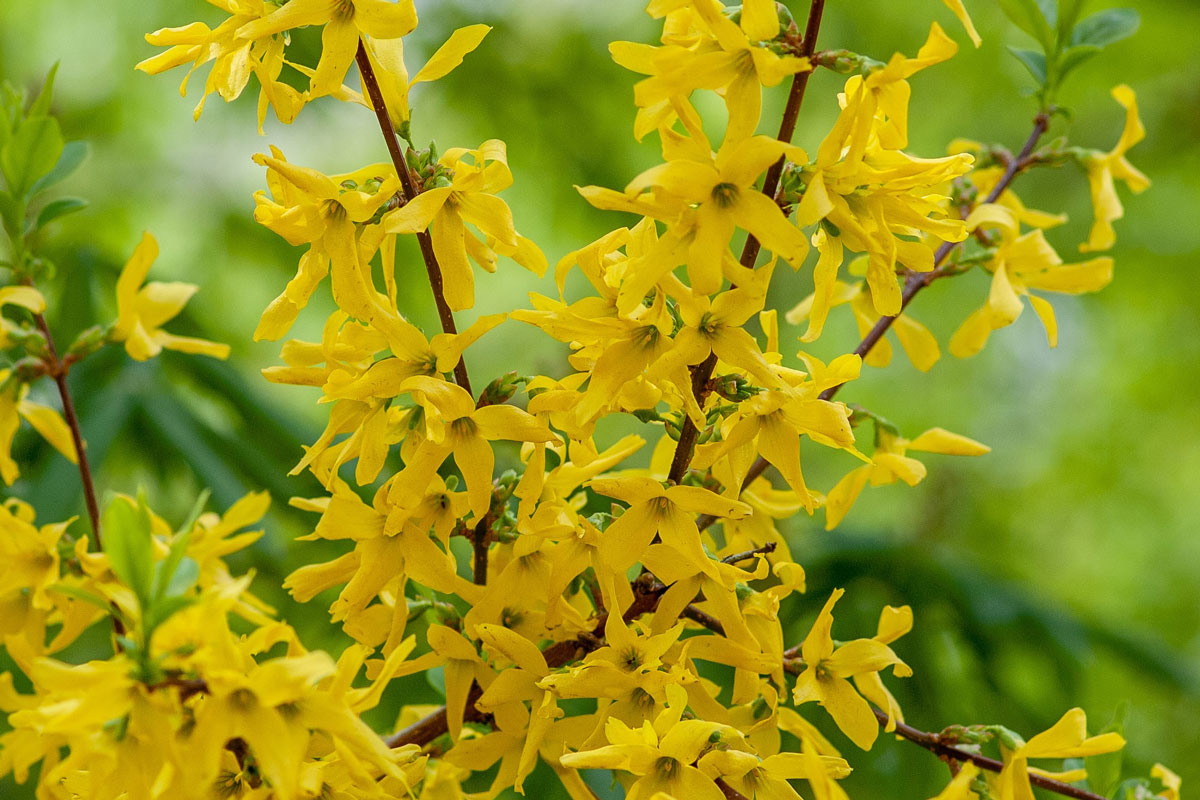 https://www.meillandrichardier.com/media/wysiwyg/conseils-inspi/arbustes/arbuste-forsythia-illu2.jpg