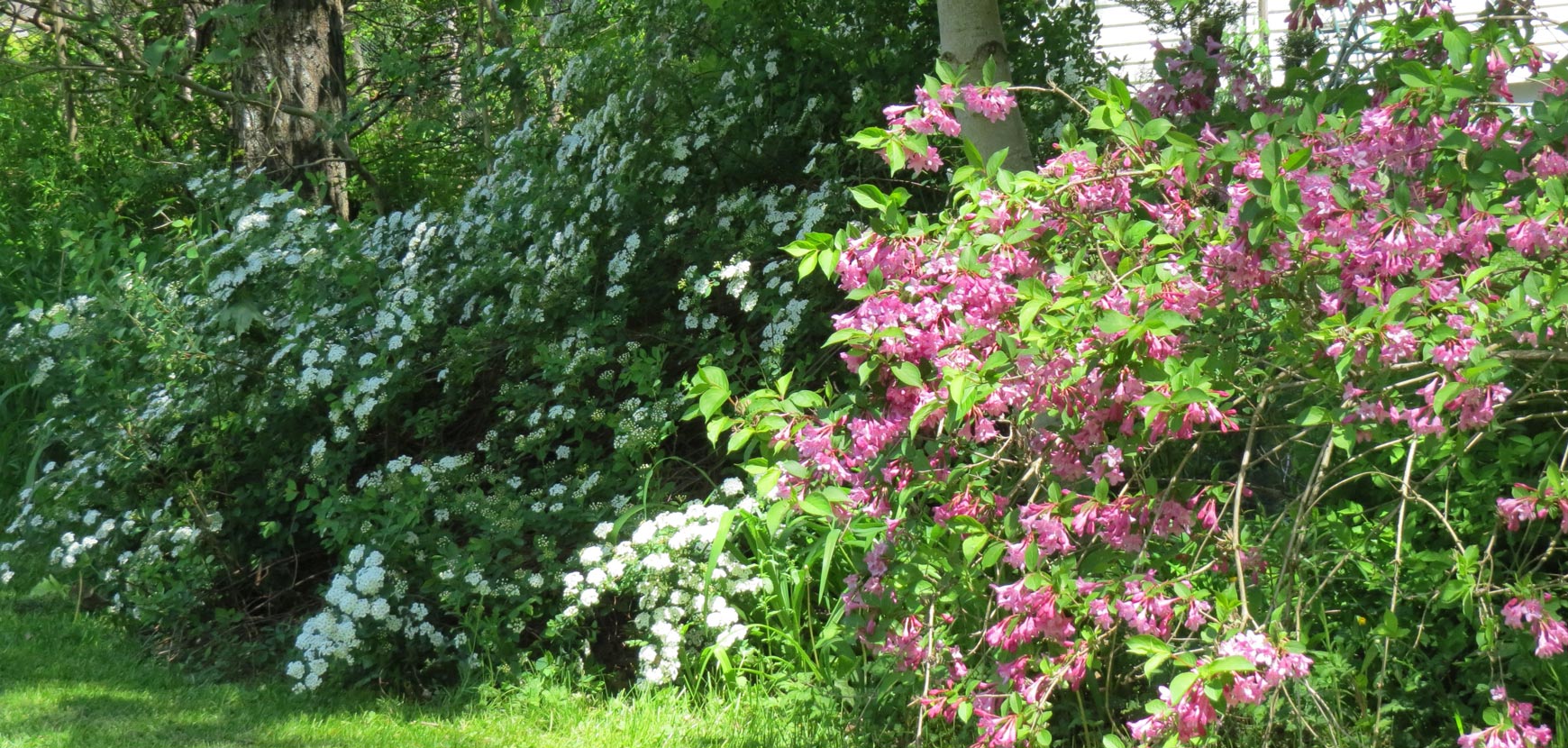 Quels arbustes tailler à l’automne pour un jardin éclatant au printemps ?