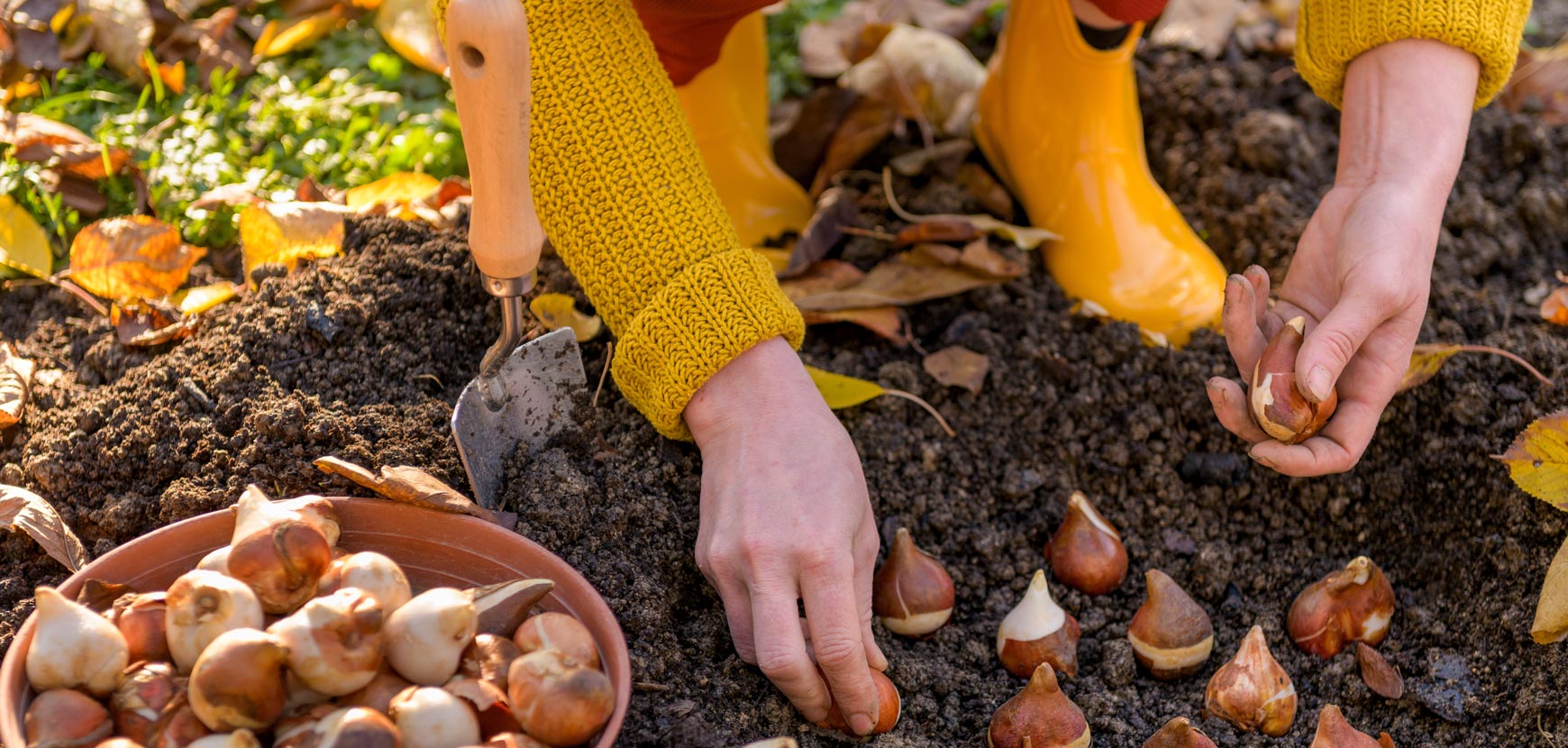 Comment conserver ses bulbes après floraison ?