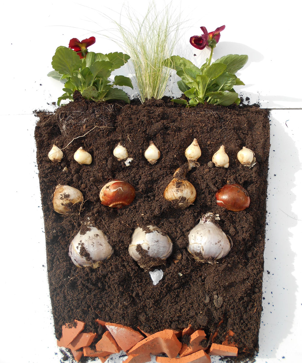 Plantez vos bulbes en lasagne - Jardinier paresseux