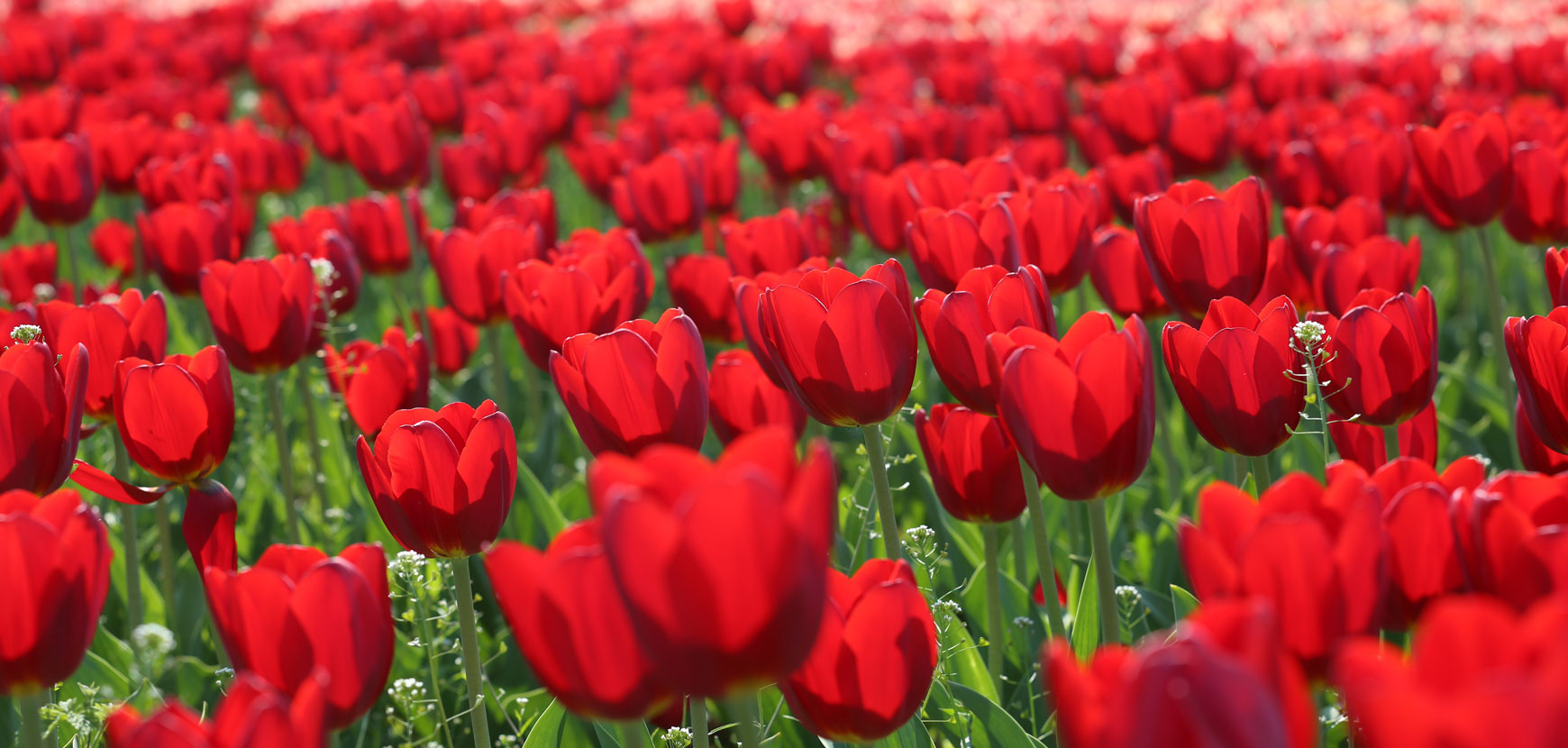 Fleurs à bulbes : tous nos conseils