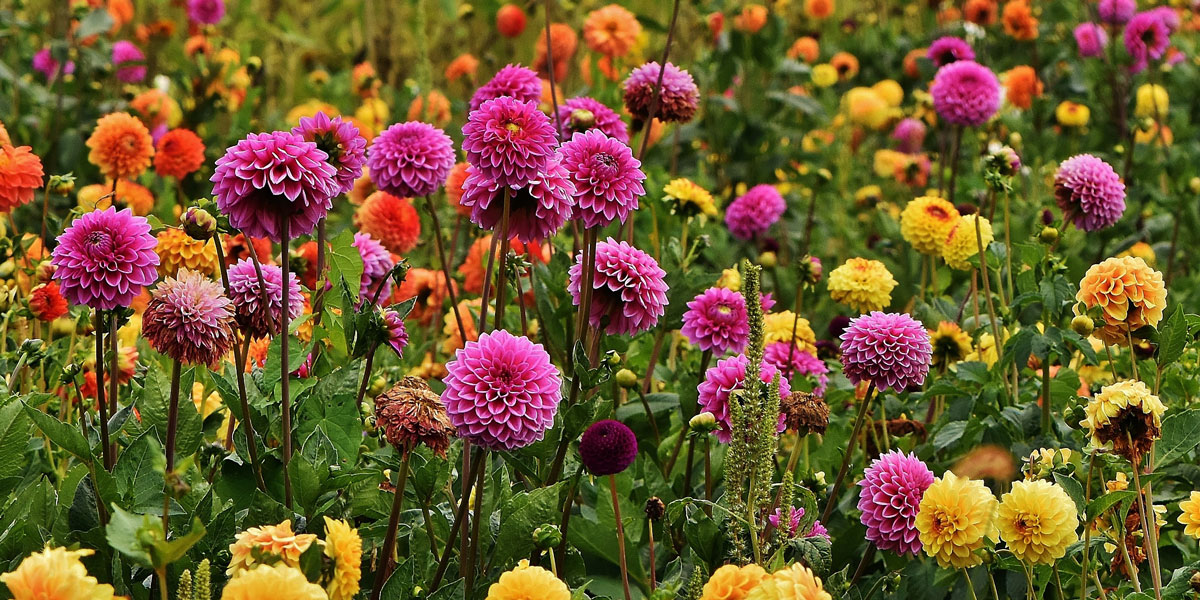 https://www.meillandrichardier.com/media/wysiwyg/conseils-inspi/bulbe/dahlias-1642686-illu2.jpg