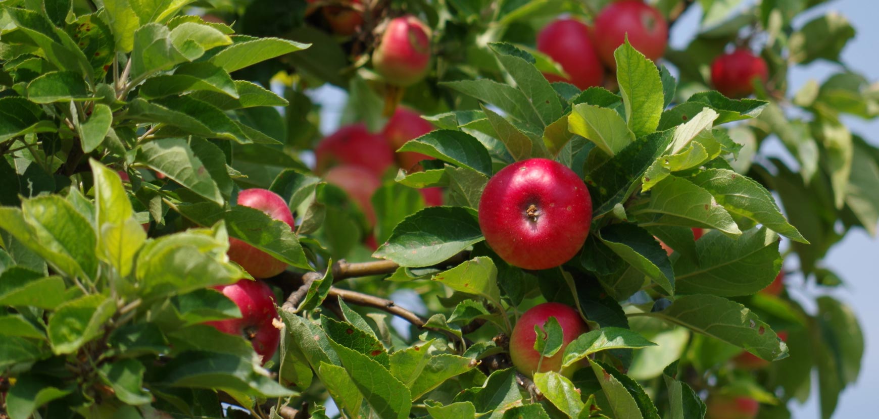 La palmette, tout savoir sur cette forme de fruitier